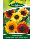 Bunte Sonnenblumen