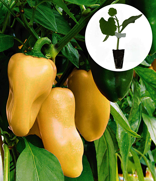 Veredelte Paprika 'Snacky' gelb