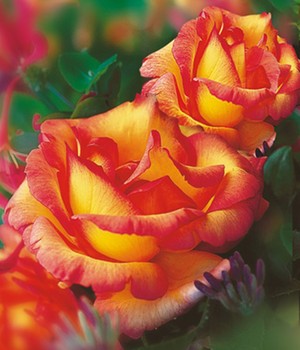 Kletter-Rose 'Parure d'or®'