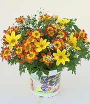 Sommerblumen-Mix TRIXI® 'EuphorBee'