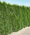 Lebensbaum-Hecke 'Smaragd' 40-60 cm hoch