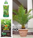 COMPO®  Palmendünger & Palmerde & Kanarische Dattelpalme ca. 50 cm hoch