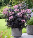 Terrassen-Holunder 'Cherry Lace®'