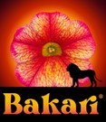 Zauberglöckchen Petunie 'Uno Bakari®'