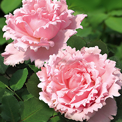 GEORGES DELBARD Rosen