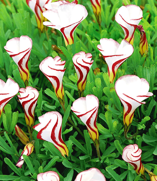 Oxalis versicolor