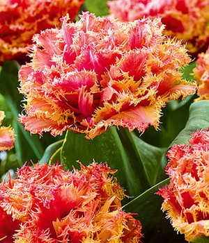 Tulpe 'Crispa Brisbane'