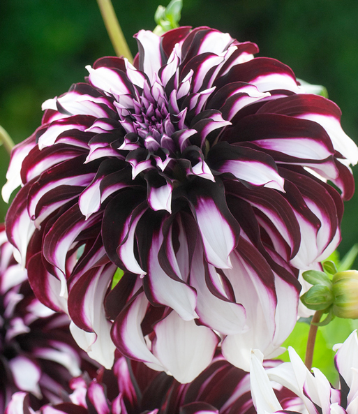 Dahlie 'Tartan'