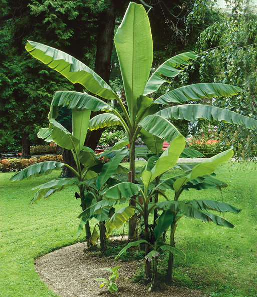 Winterharte Banane 'grün'