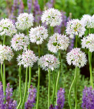 Allium 'Graceful Beauty'