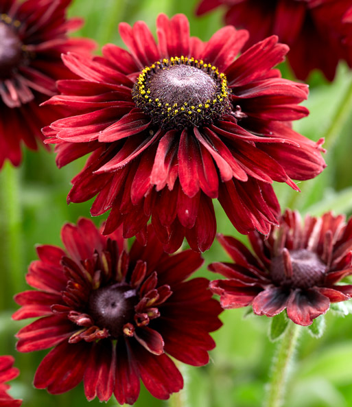 Rudbeckia 'Enchanted Velvet Flame'