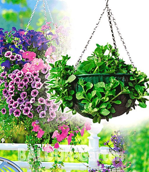 Hanging-Basket