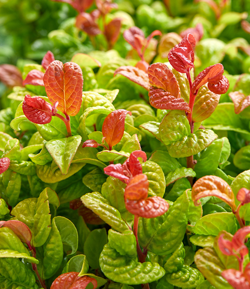 Traubenheide 'Curly Gold®'