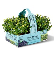 Heidelbeer-Hecke 'BERRYBUX®'