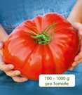Veredelte Fleisch-Tomate 'Gigantomo' F1