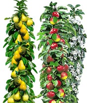 Säulen-Obst Kollektion Birne & Apfel