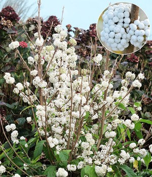 Liebesperlenstrauch 'Magical Snowstar'