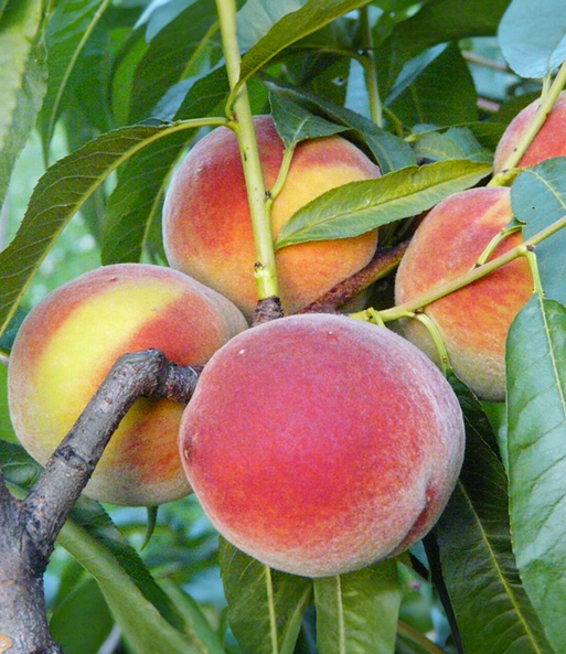 Pfirsich 'Majorita®'