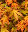 Japanischer Ahorn 'Katsura'
