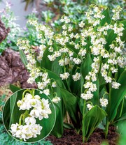 Gefülltes Maiglöckchen 'Bloom in White'