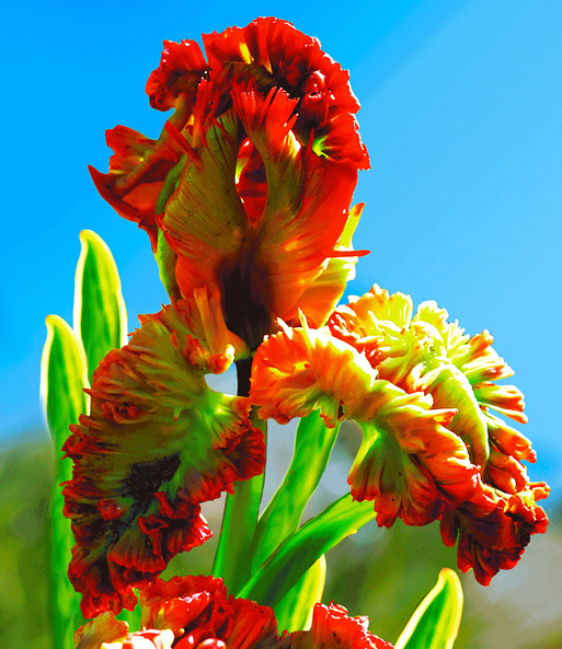 Papageien-Tulpe 'Exotic Parrot'