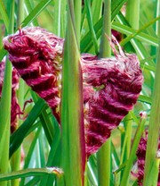 Miscanthus 'Boucle®'