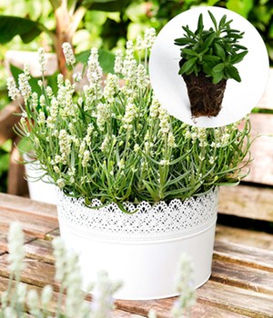 Lavendel 'White Summer'