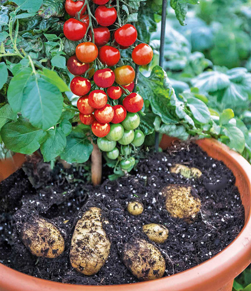 TomTato® & COMPO® SANA® Tomaten- und Gemüseerde