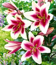 Tree-Lily® 'Altari®'
