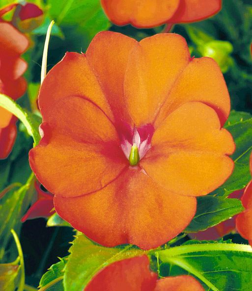 Impatiens 'SunPatiens®' 'Orange'