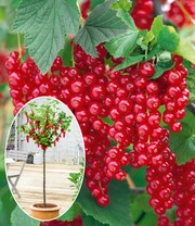 Johannisbeere-Stämmchen 'Rote Rovada®'