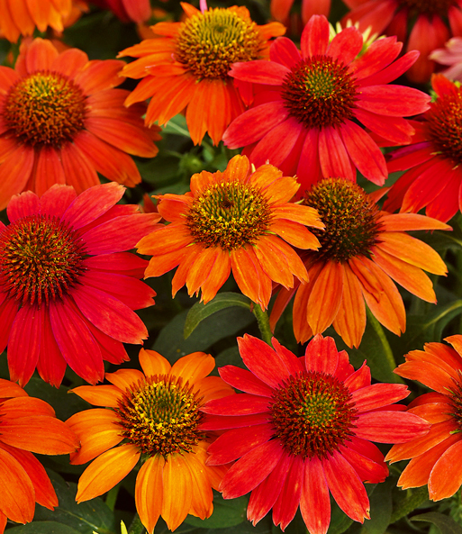 Echinacea 'Lakota® Red'