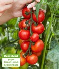 Veredelte Strauch-Tomate 'Oh Happy Day' F1