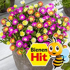 Bienenweide