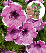 Petunie 'Famous Lavender Blush'