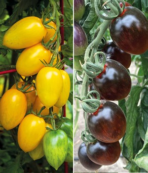 Cocktail-Tomaten-Kollektion
