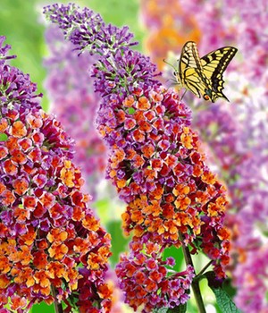 Buddleia 'Flower Power®'