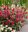 Zwerg-Schmetterlingsflieder 'Candy® Little Bubblegum'