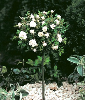 Mini-Stammrose Weiß