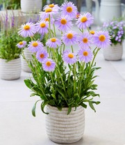 Aster 'Berggarten'