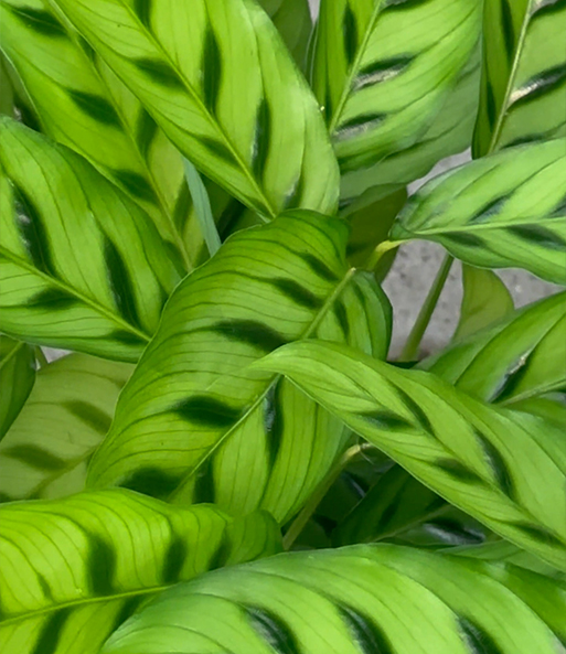 Link zum YouTube Video 7897_Calathea Leopardina