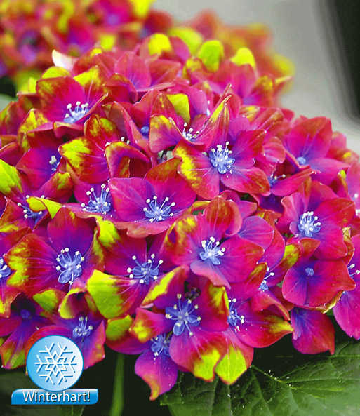 Nahaufnahme der blau-pink-gelben Blüten der Freiland-Hortensie „SAXON Schloss Wackerbarth“