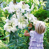 Lilien