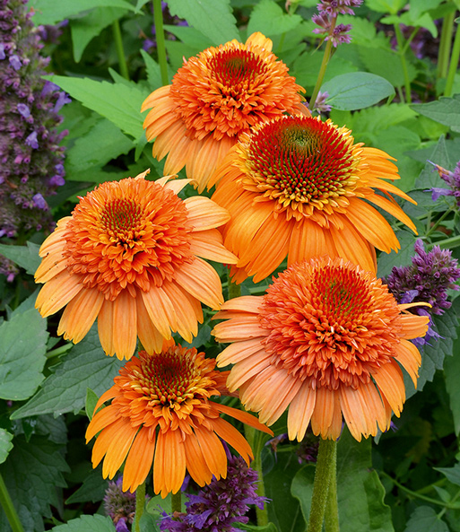 Die Echinacea „Supreme Cantaloupe“ wurde in einen Garten gepflanzt und lässt ihre großen, orangenen Blühten strahlen.