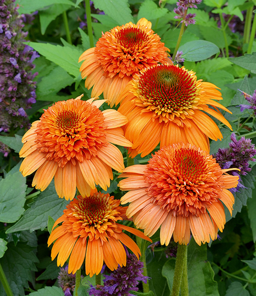 Echinacea 'Supreme Cantaloupe®'