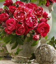 Maler-Rose® 'Henri Matisse®'