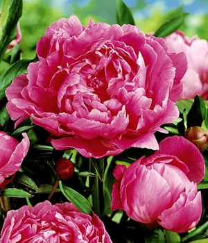 Päonie 'Alexander Fleming'