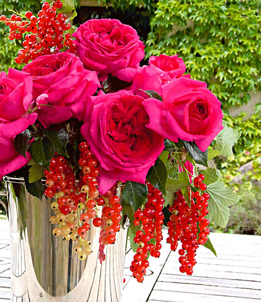 Parfum-Rose 'Regis Marcon®'
