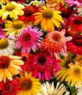Echinacea-Mix 'Butterfly Magnet'