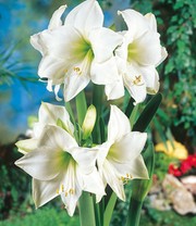 XL Weiße Wachs-Amaryllis 'Touch of Glamour' Kristall-Weiß